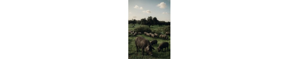 Jamones y paletas ibéricos | Miguel Puerto